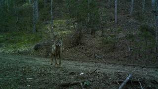 Bolu'da yaban hayatı ve kaçak avcılar 19 fotokapanla takip ediliyor
