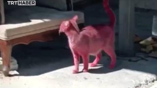 Bu kedi neden Pembe?