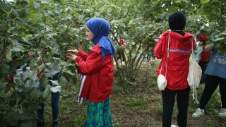 Gaziantep'ten Ordu'ya gelen öğrenciler şehit babasının fındığını hasat etti