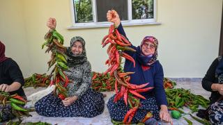 Ata tohumlardan ürettiği fideler verimiyle çiftçi kadınları memnun etti