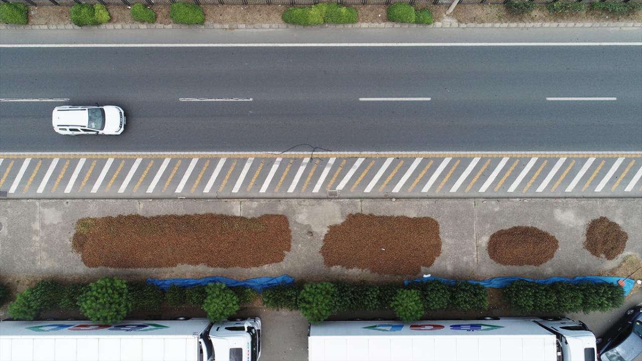 Trabzon'da üreticiler fındığı kurutmak için yol kenarlarını tercih ediyor