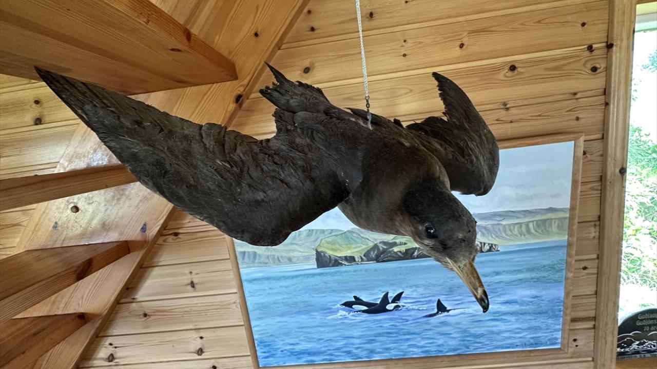 Çatal kuyruklu fırtına kırlangıcının peşinde 1 ay