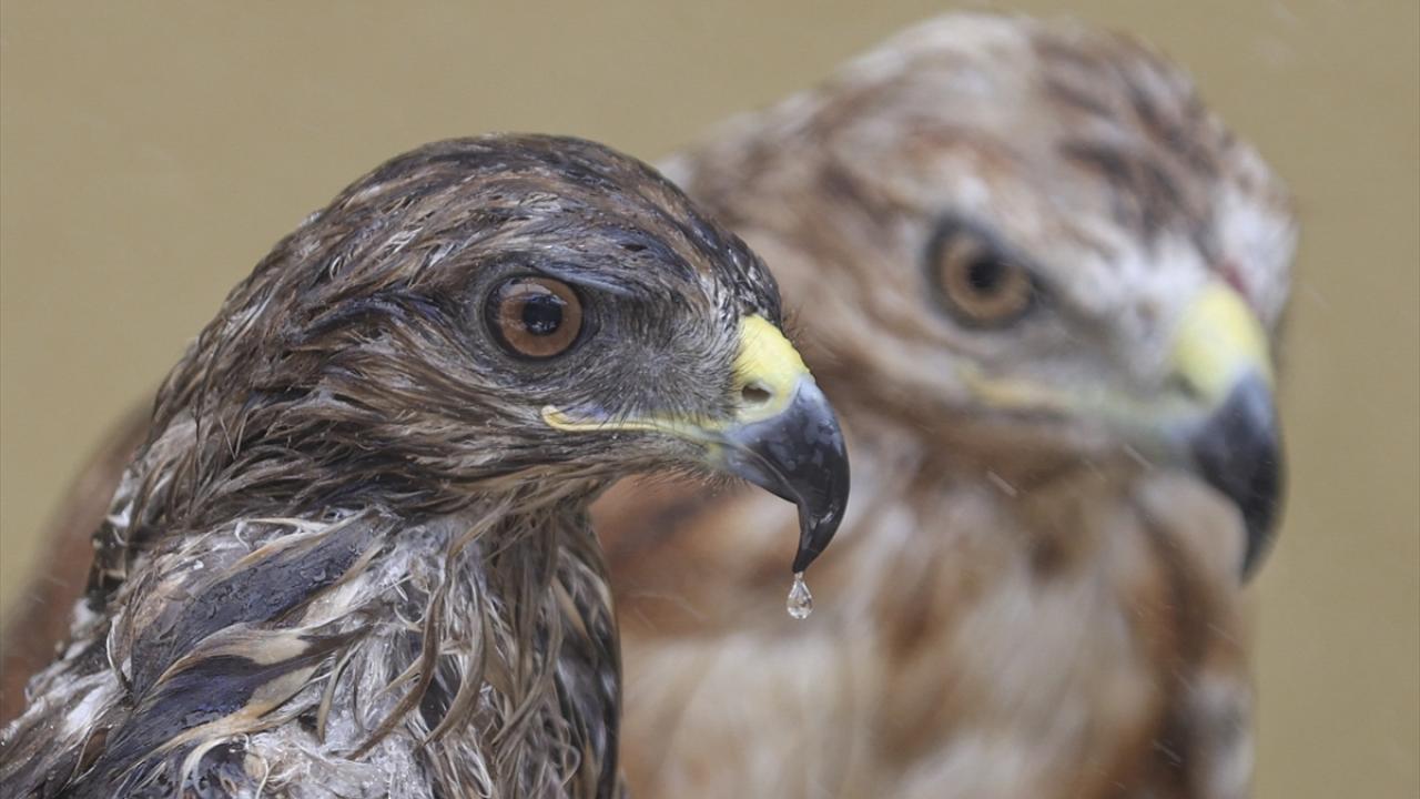 "İçmek için daha serin suya gereksinim duyuyorlar"