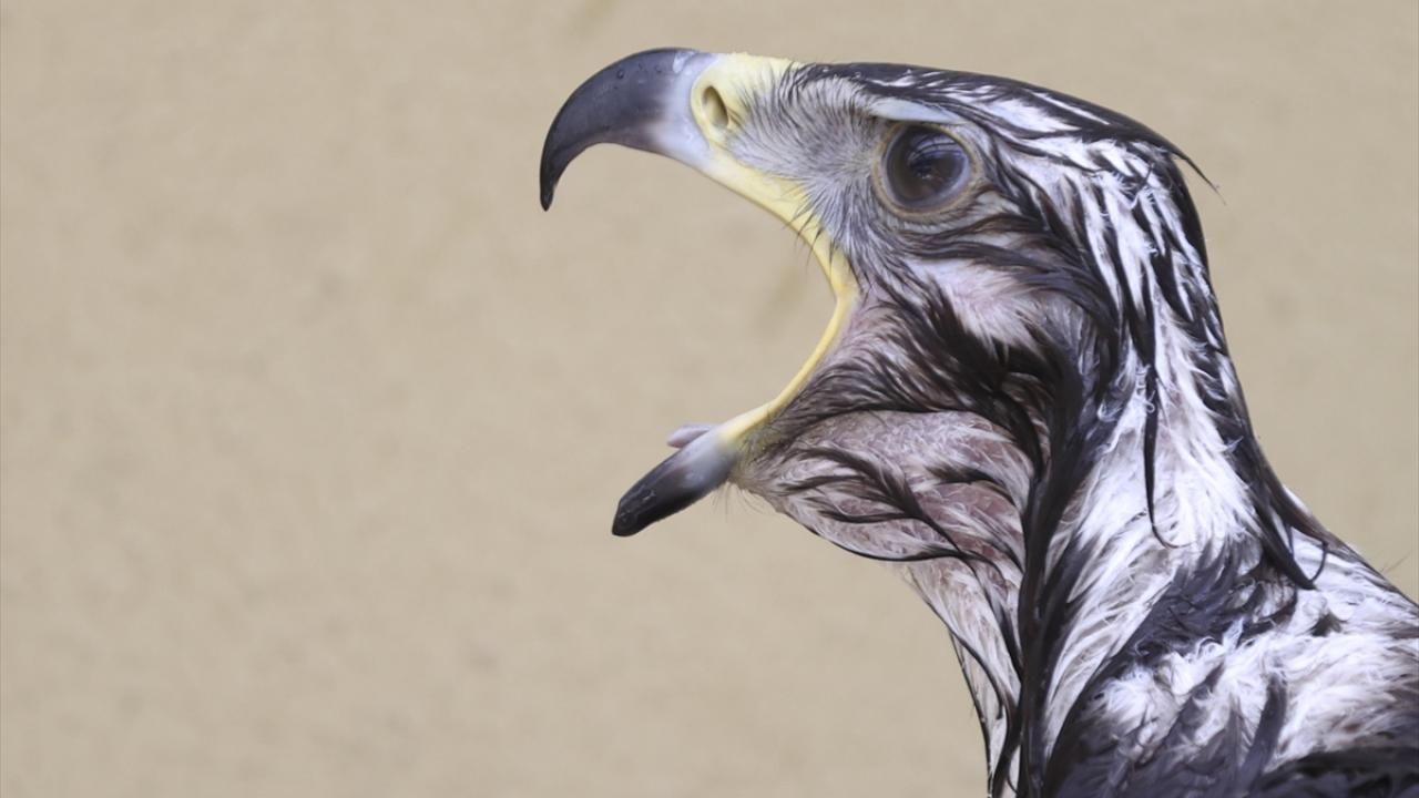 "Yaban birimimizde yeşil bitki örtüsünü hep güçlü tutmaya çalışıyoruz"