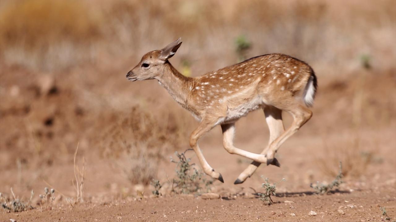Üretim yerinde alageyik sayısı 203`e ulaştı