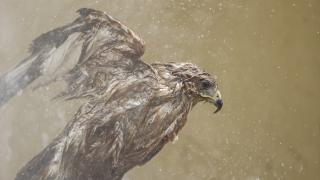 Tedavi gören yırtıcı kuşlar, "yaz banyosu" ile serinliyor