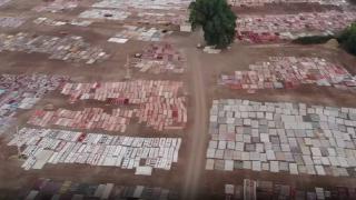 Tarlada milyonluk halı nöbeti