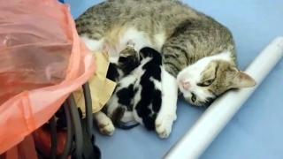 Anne kedinin yavrusuna fedakarlığı duygulandırdı