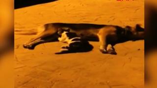 Düzce'de bir köpek anneleri ölen kedileri emzirdi