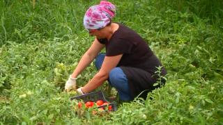 Tarlası ile hastalığını yendi