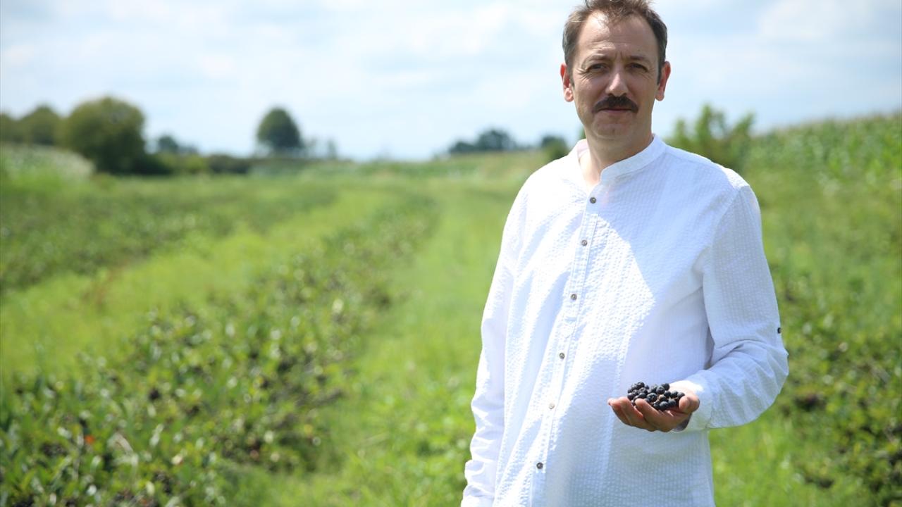 Hedef pazar, Körfez ülkeleri ve sıcak iklime sahip ülkeler