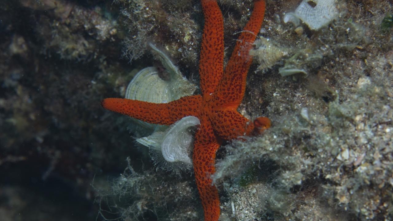 "İzmir`de yaşayıp dalış yapmamak büyük kayıp"