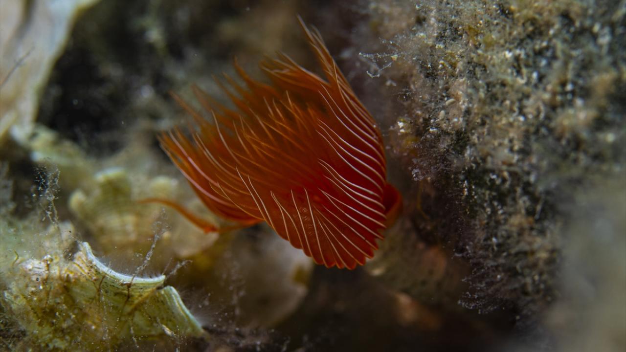 "Karaburun macera arayanların ve su altı fotoğrafçılarının ilgi noktası"