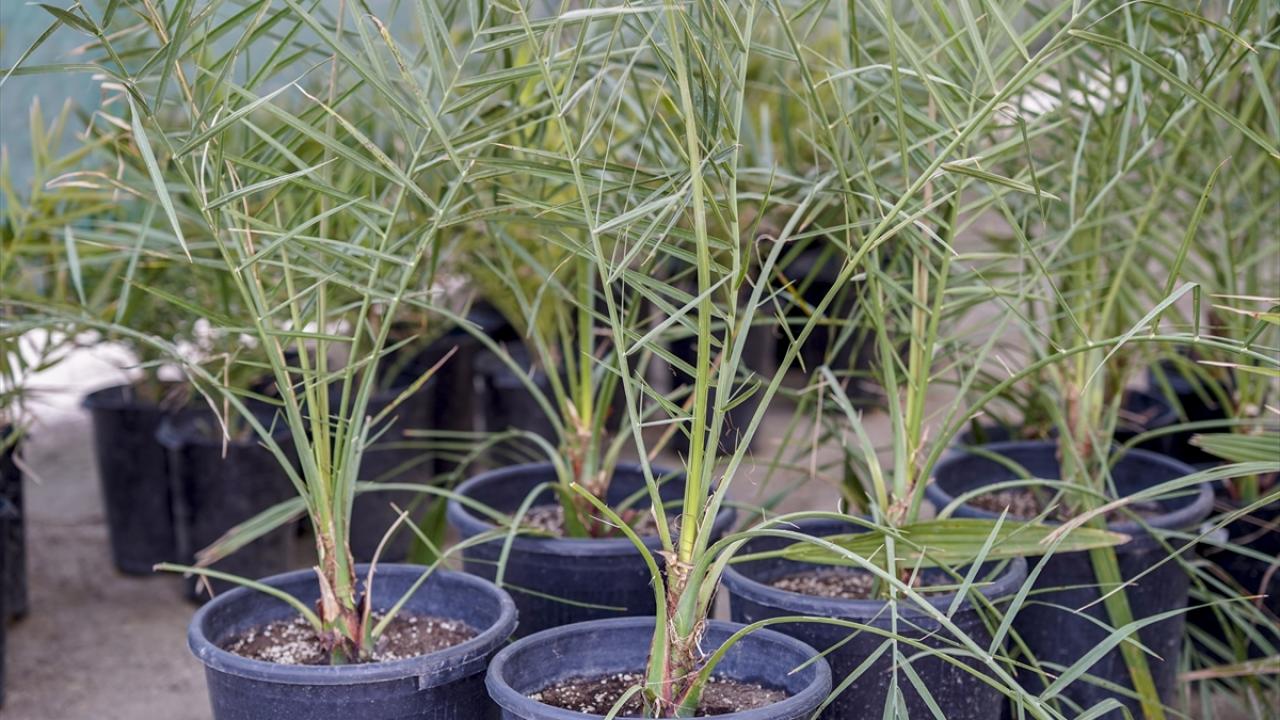 "Bu ağaç mübarek bir ağaçtır"