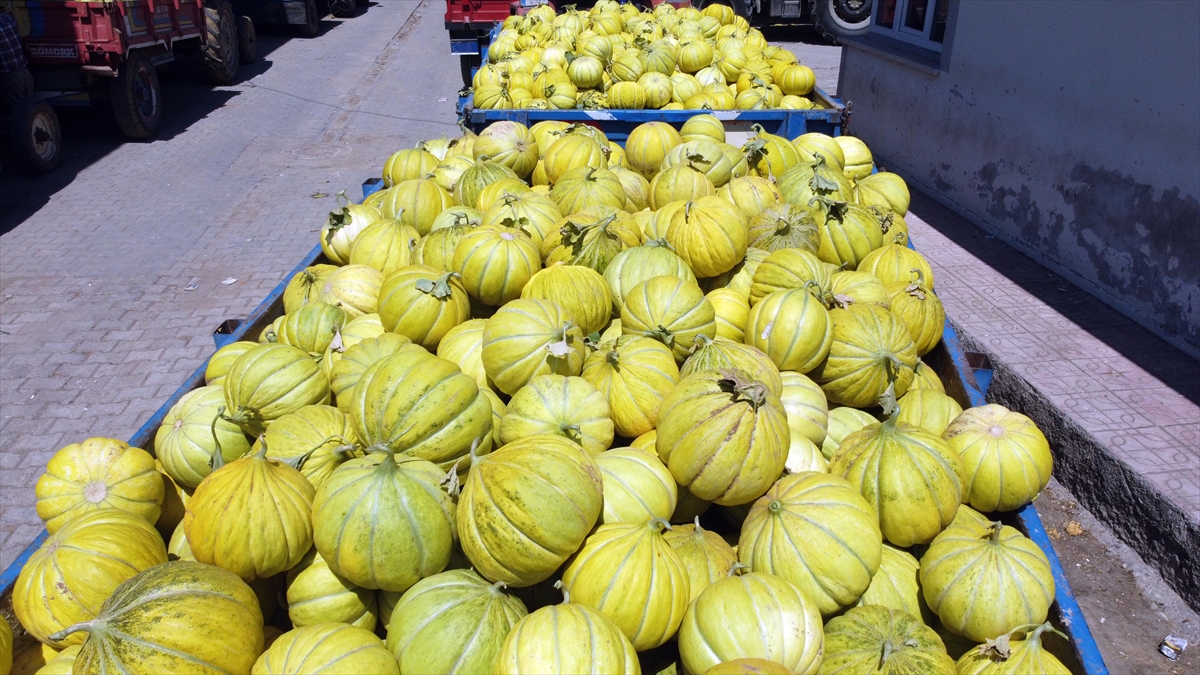 Sıcak hava ve yeterli sulama kavunda lezzeti artırıyor