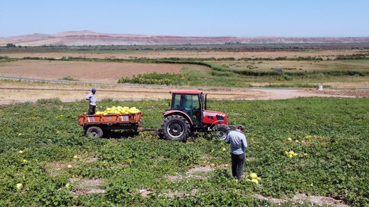 "Bu sene verimimiz de güzel"