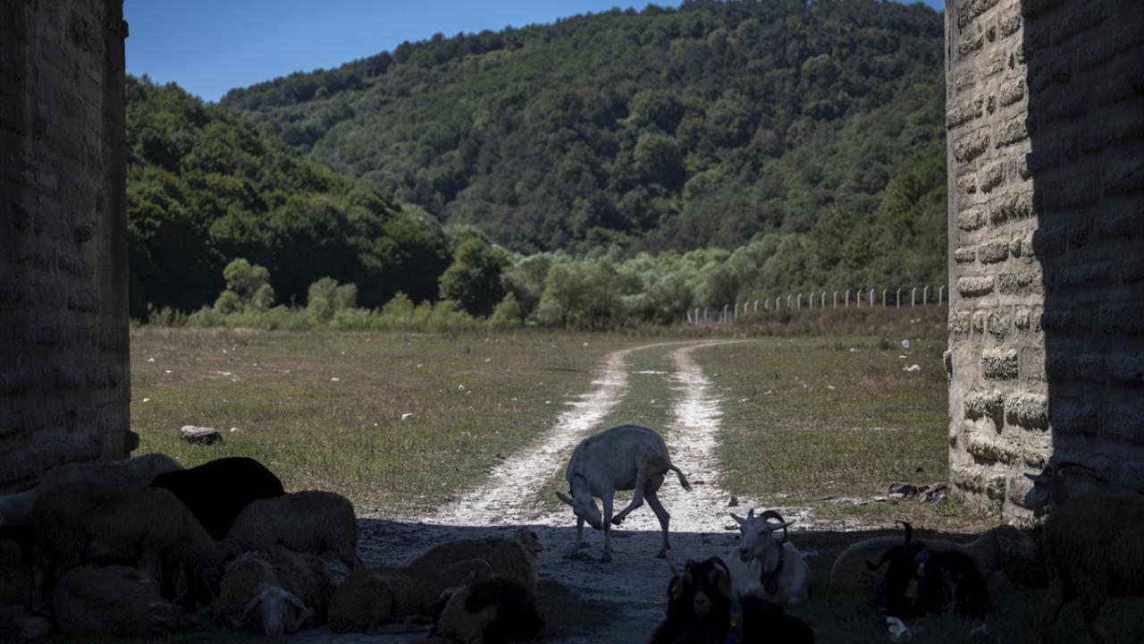 Barajların doluluk oranları