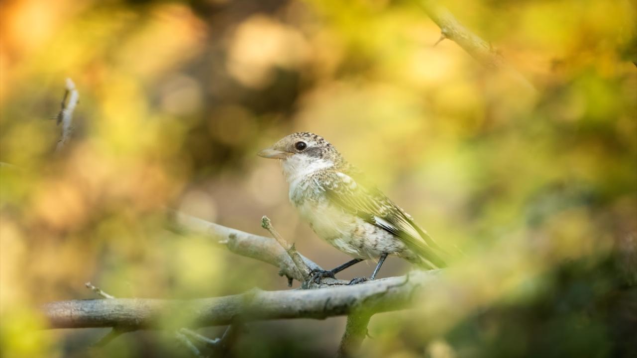 Maskeli Örümcekkuşu