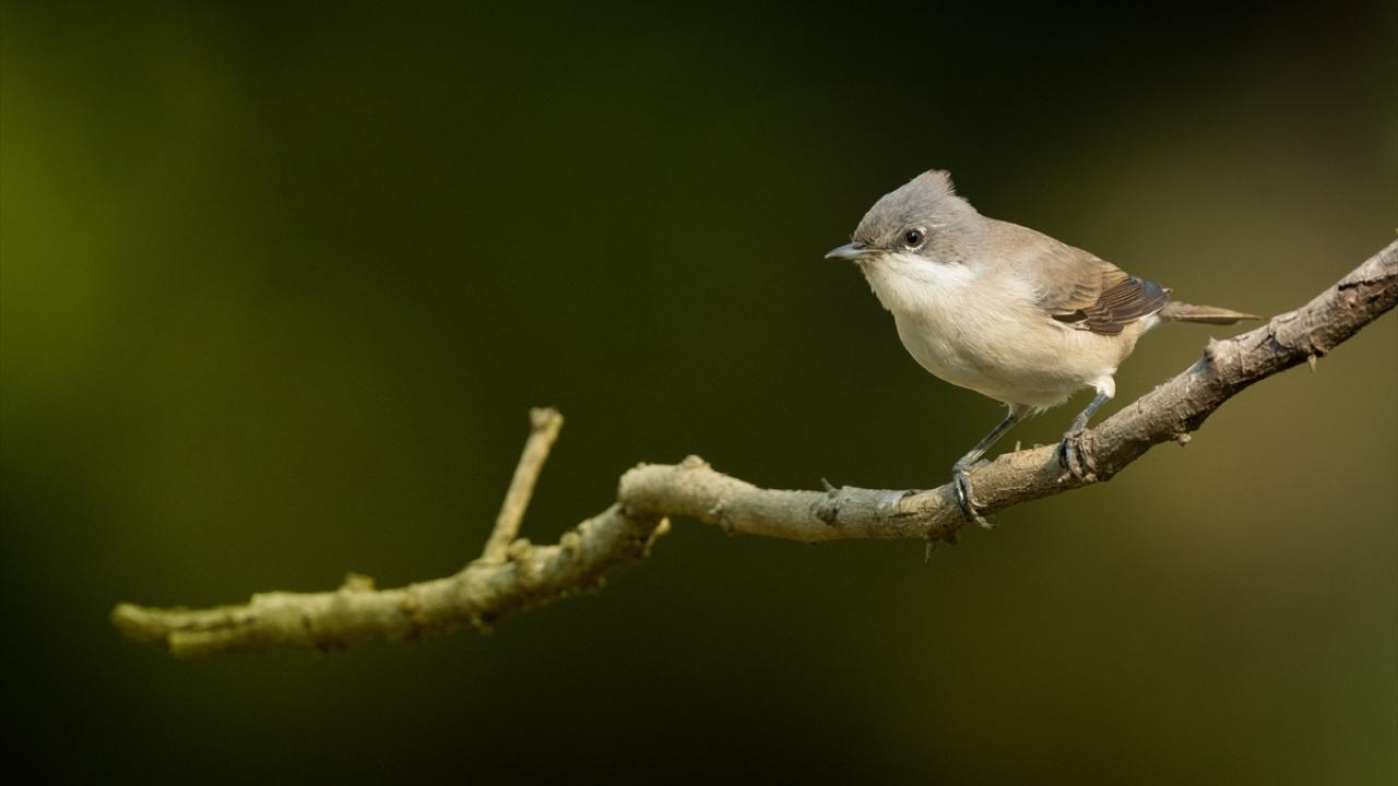 Küçük Akgerdanlı Ötleğen