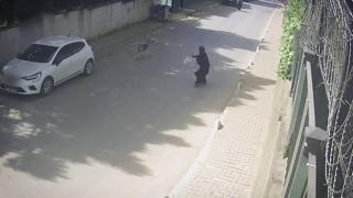 Başıboş köpekler İstanbulluları bıktırdı
