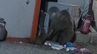 Kedinin ayıyla yemek kavgası kamerada