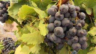 Zamansız yağış tarımı vurdu: İzmir'in meşhur kavacık üzümünde büyük rekolte kaybı var