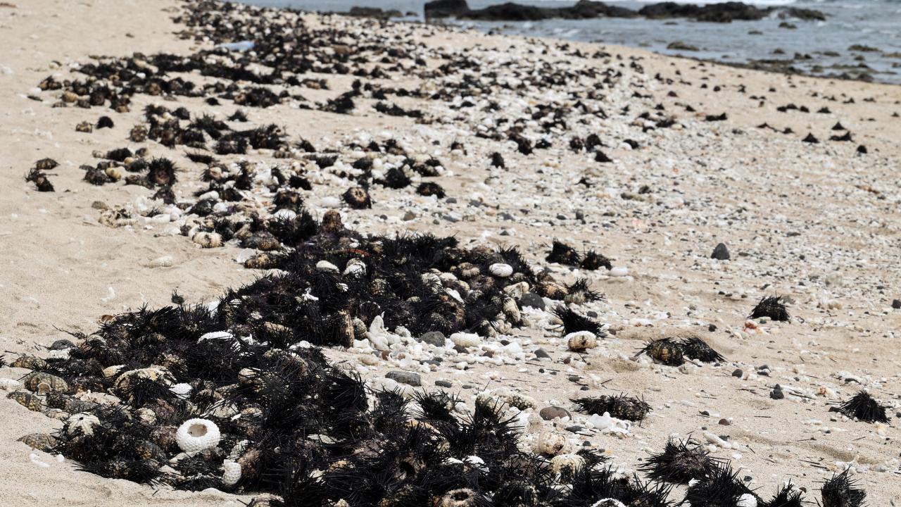 ADA`DA İLK KEZ GÖRÜLEN BİR PARAZİT TESPİT EDİLDİ