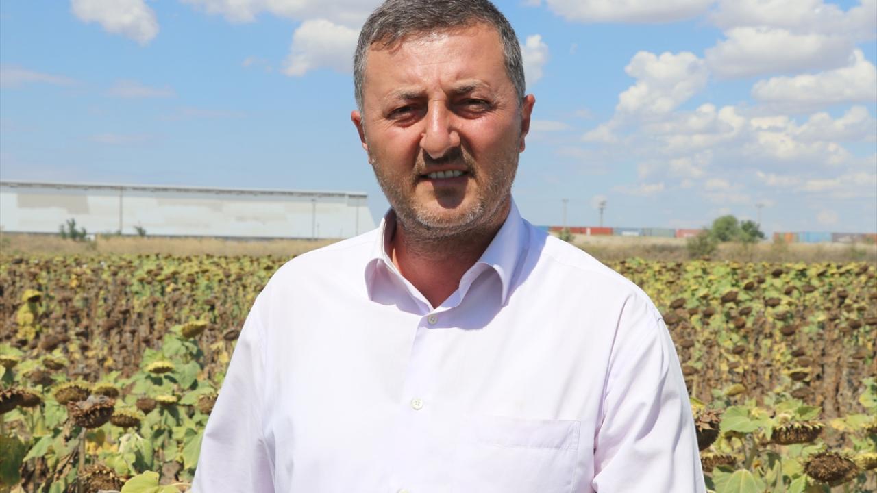 Geliştirilen tohumlarla deneme amaçlı ekim yapılacak