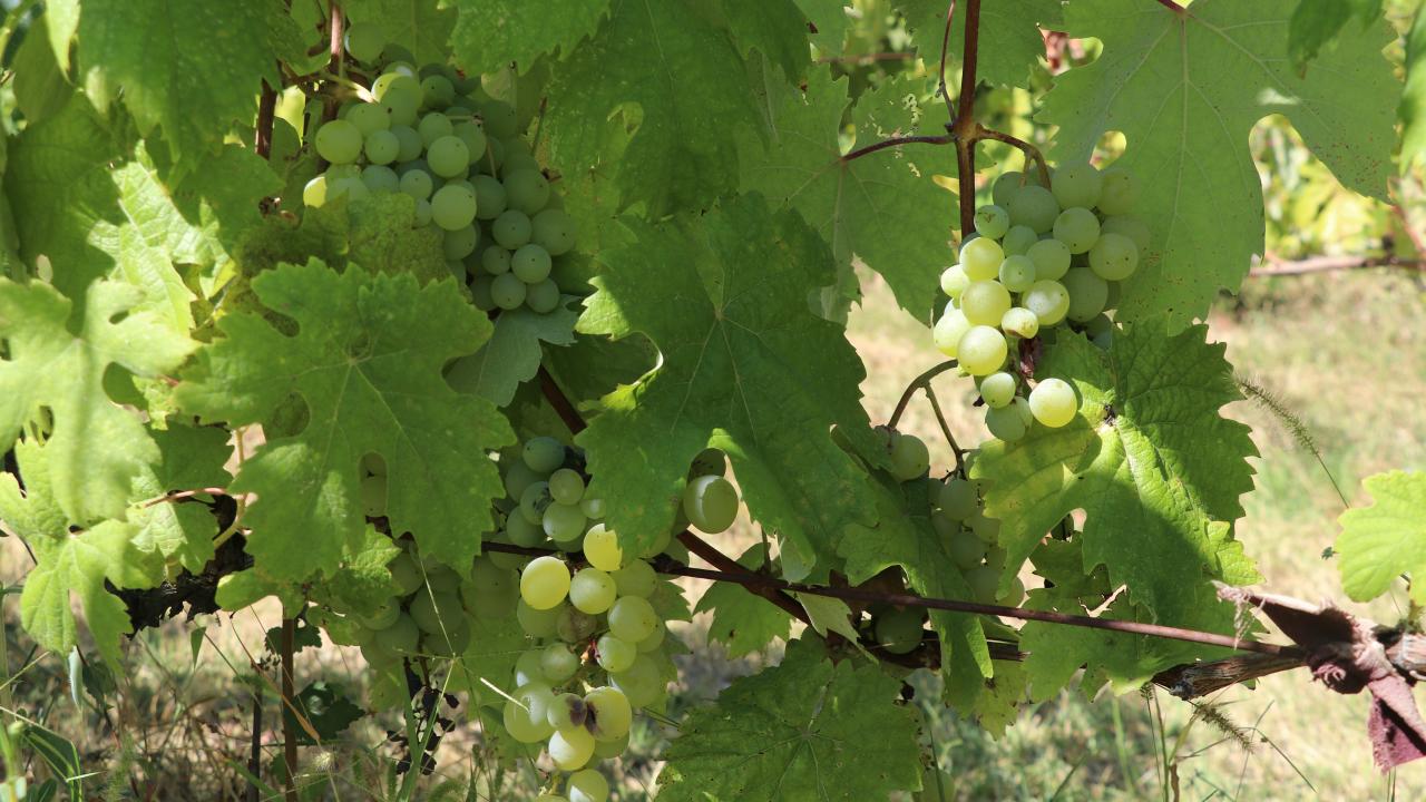 "Maniye domatesi, pazarlarda aranan bir ürünümüz"