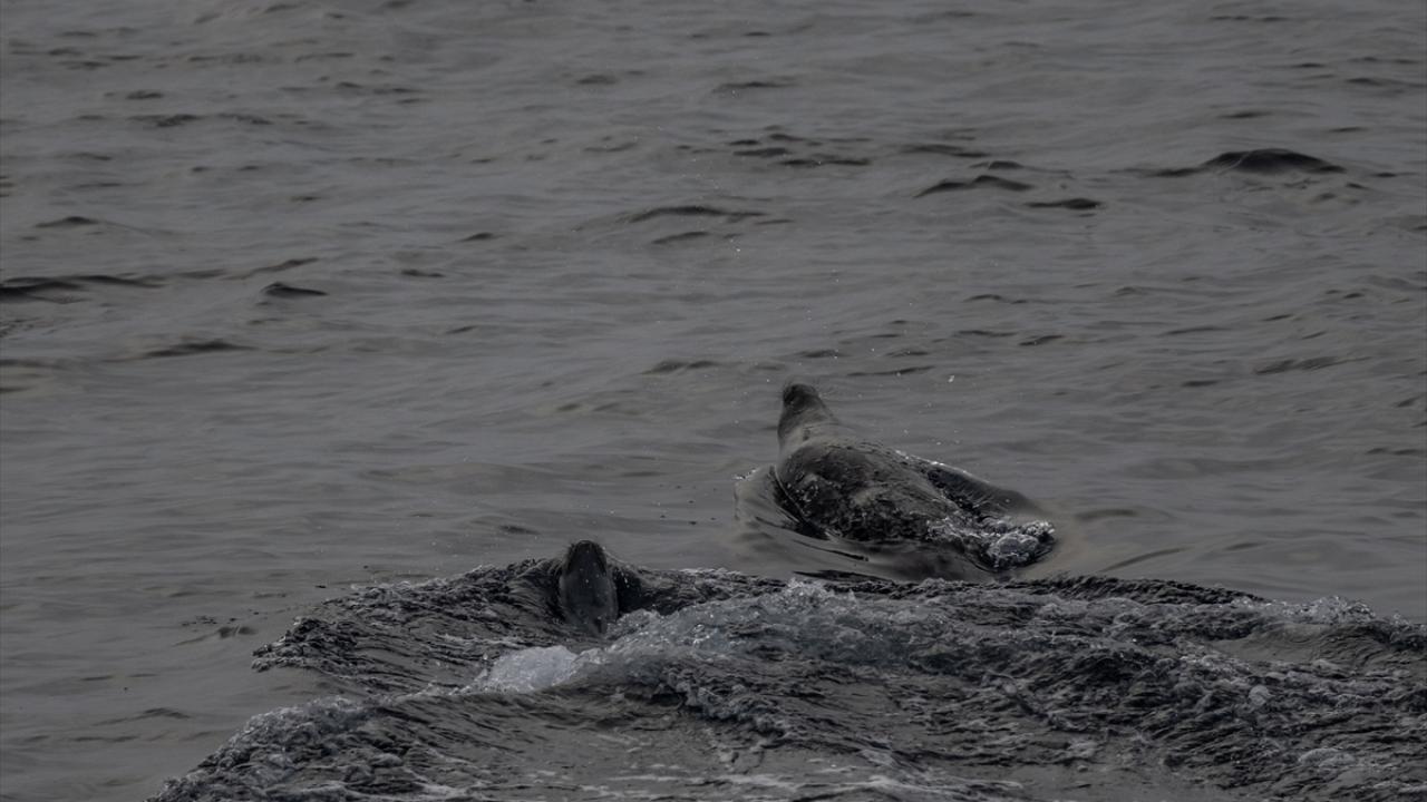 Küresel iklim değişikliği kutup ayılarının avlanma davranışlarını da etkiliyor