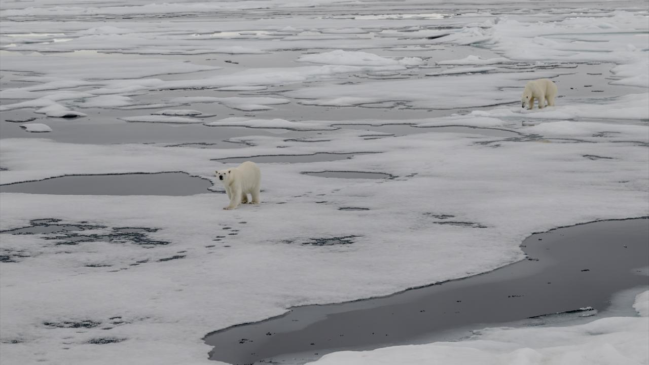 Kutup ayıları kuzey yarım kürede evrimleşti