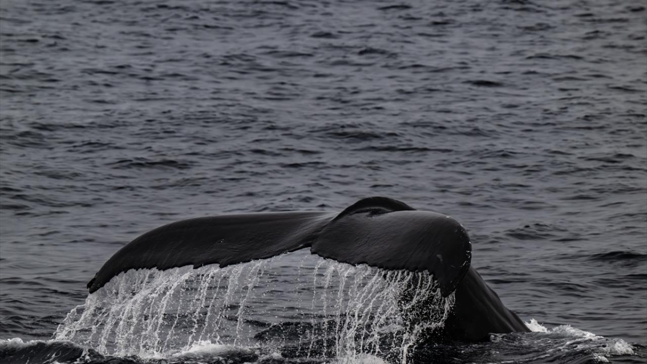 Deniz buzlarının Arktik`te ciddi bir azalması söz konusu"