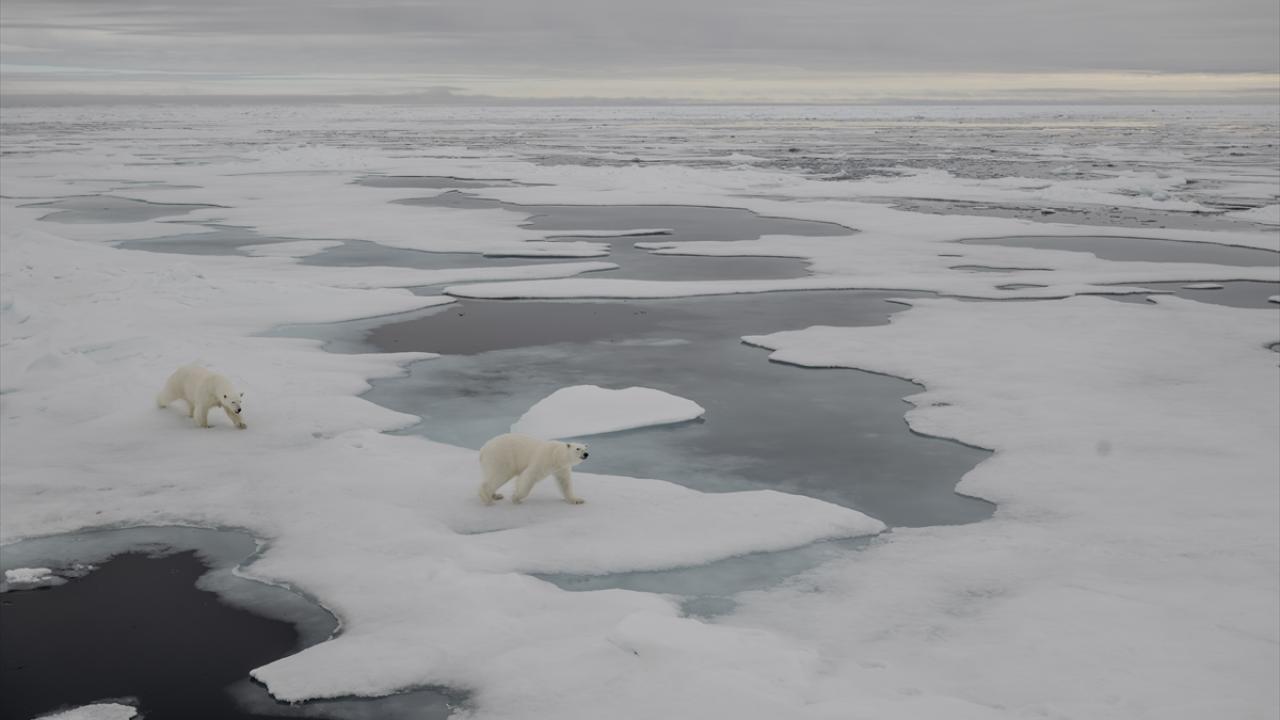 "Deniz buzları kutup ayıları için kritik öneme sahip"