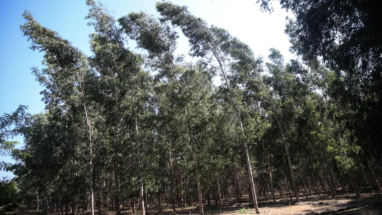 "Okaliptus, ithalatın önlenmesinde önemli"