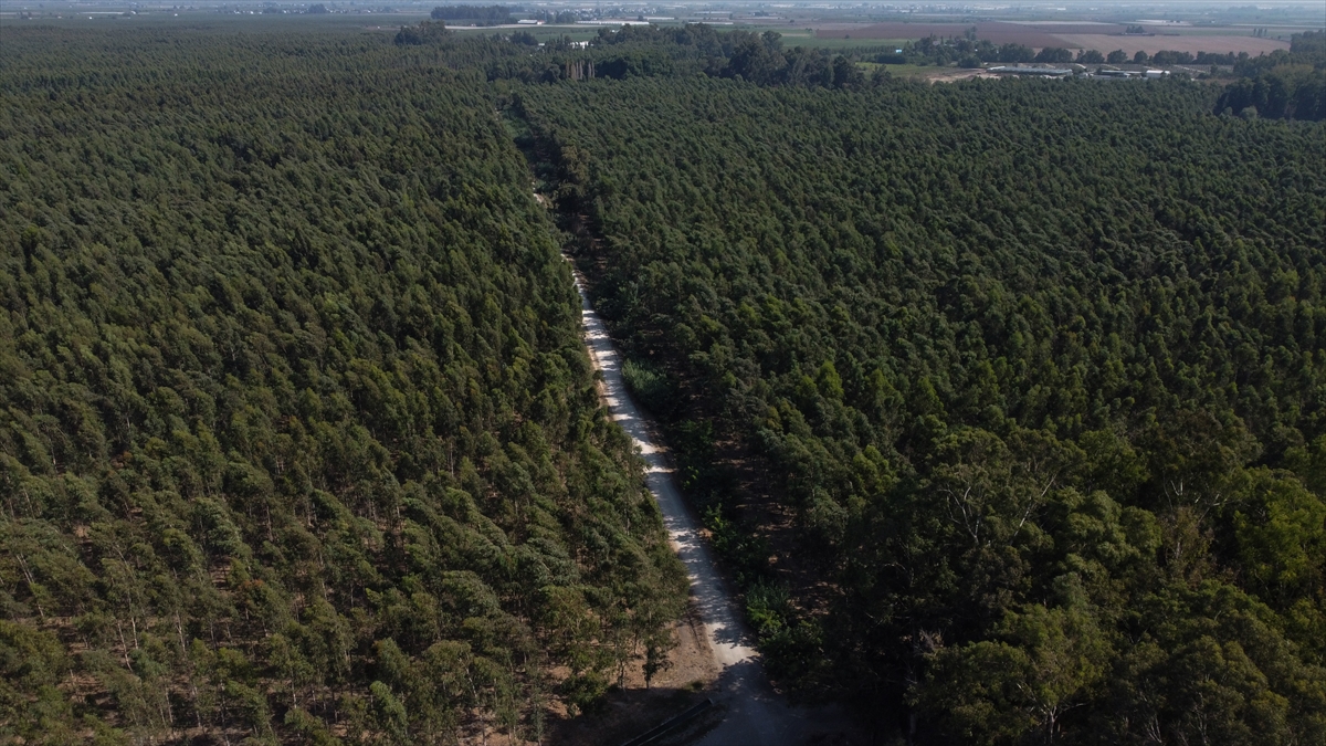 "Selüloz üretimi için sıkça tercih ediliyor"