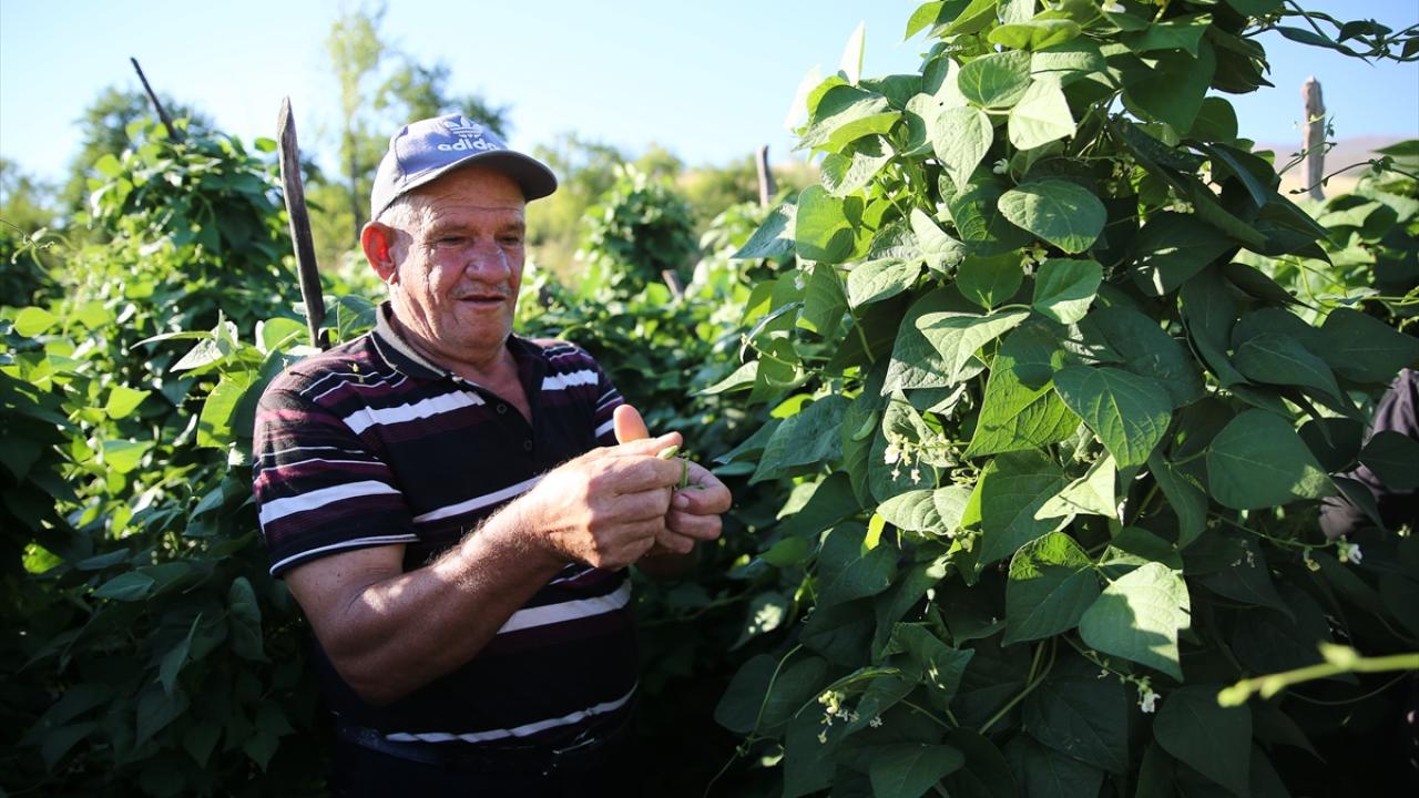 "Herkes gelmek istiyor"