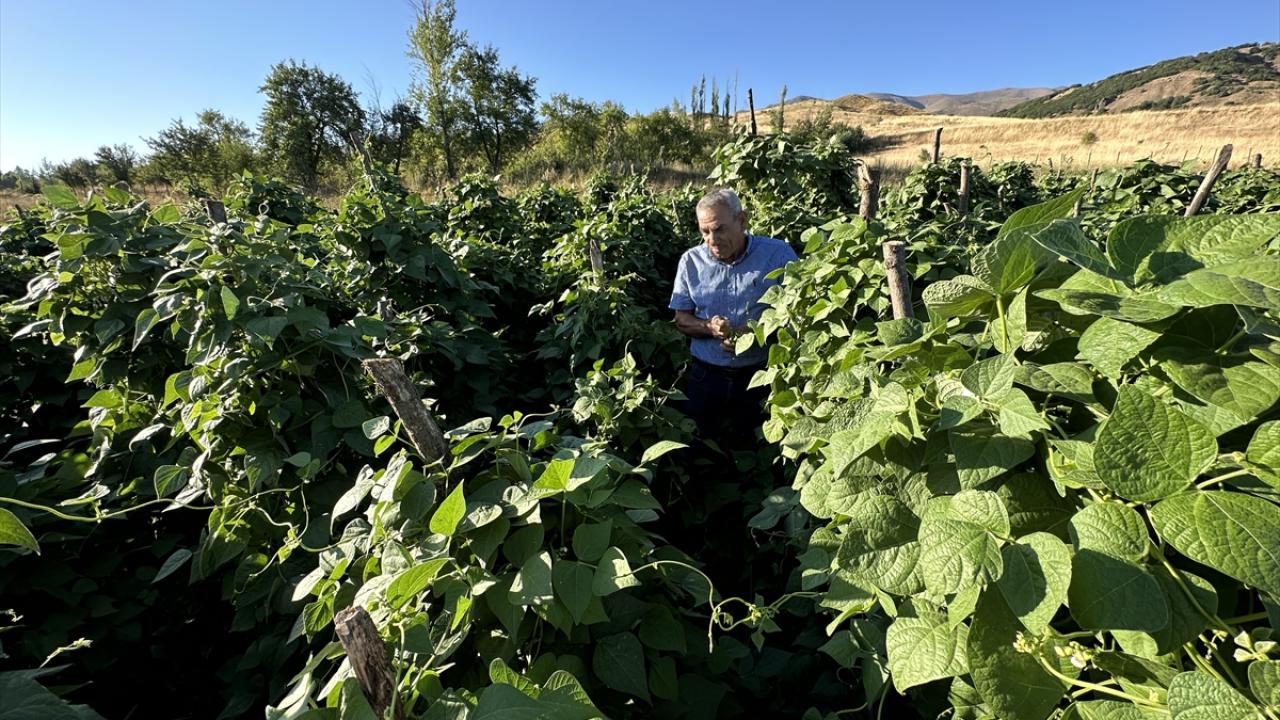 "Şimdi her taraf güvenlik içerisinde"