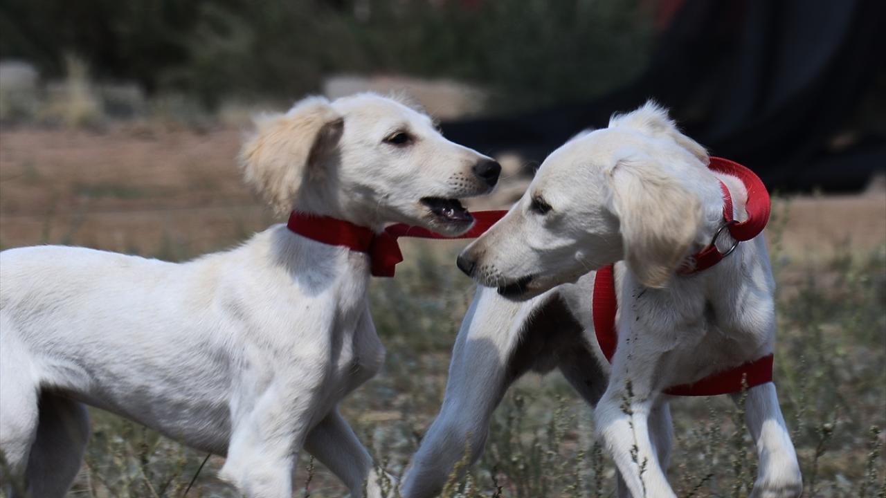Tazı ve töbet, Kazak devlet sınırlarının güvenliğini sağlayacak