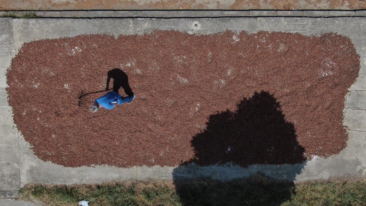 Fındık üreticileri topladıkları fındıkları yol kenarlarında kurutuyor
