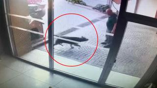 Bakırköy'deki Pitbull saldırısının yeni görüntüleri ortaya çıktı