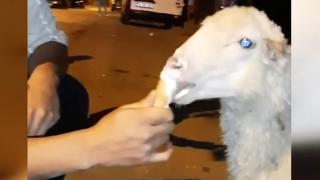 Kuzu ve keçinin dondurma keyfi kamerada