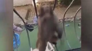 Sahibinden kaçan maymun 3 kişiyi yaraladı