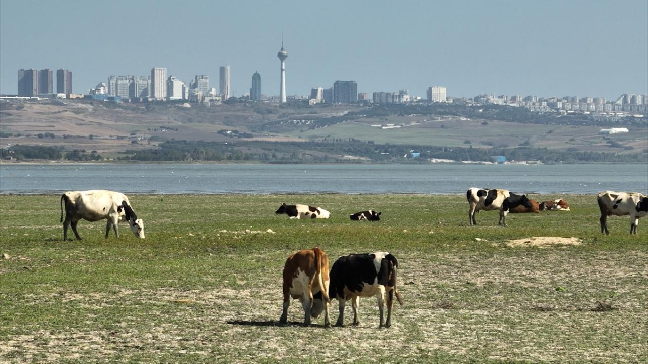 Son 9 yılın doluluk oranları