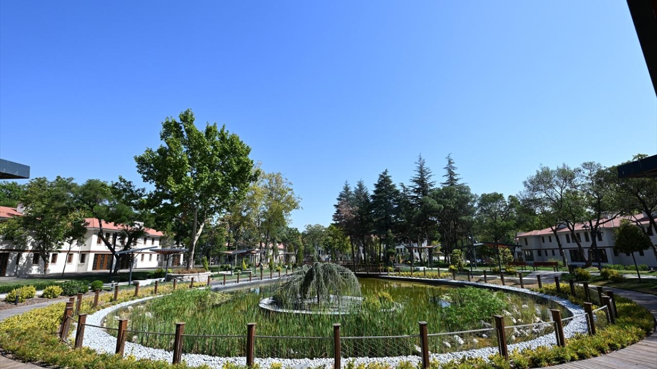 210 anıt ağaç korundu, 3 bin ağaç daha dikildi