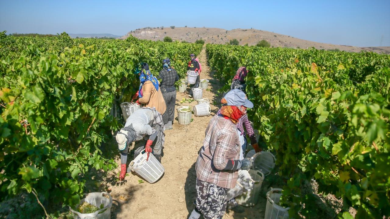 "Bu yıl mildiyö hastalığı sıkıntısı var"