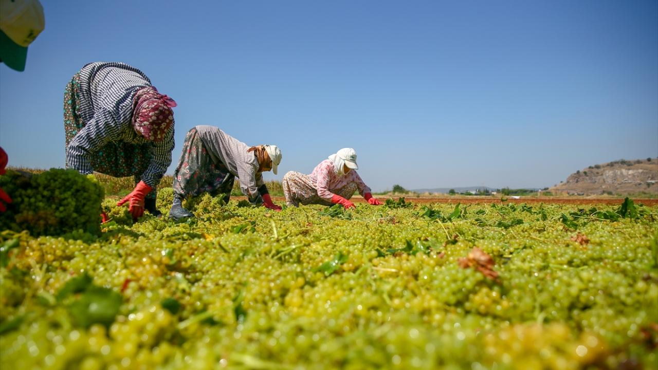 Menemen`deki bağlara hastalık uğramadı