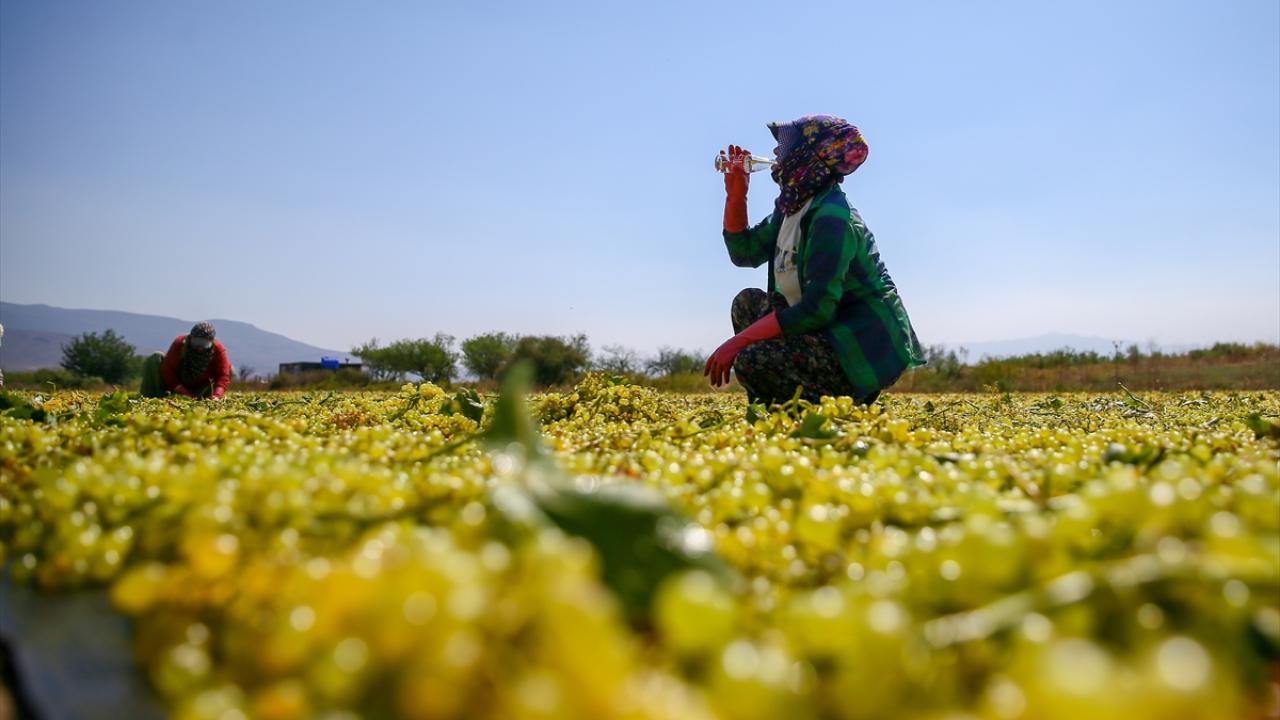 "Çiftçi, kuru üzümdeki taban fiyatı bekliyor"