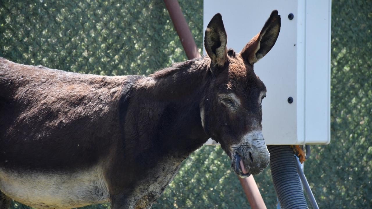 "Bu hayvanlarımızı iyileştireceğimize inanıyoruz"