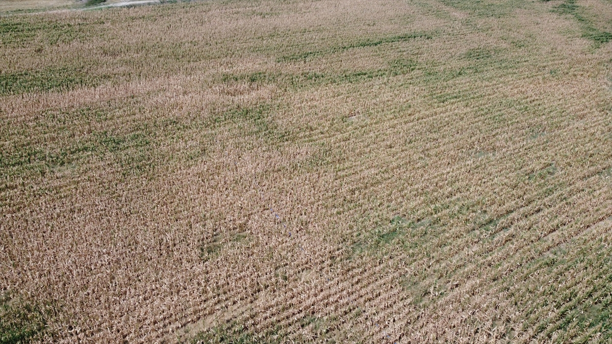 "Mahsulümüz kurudu"