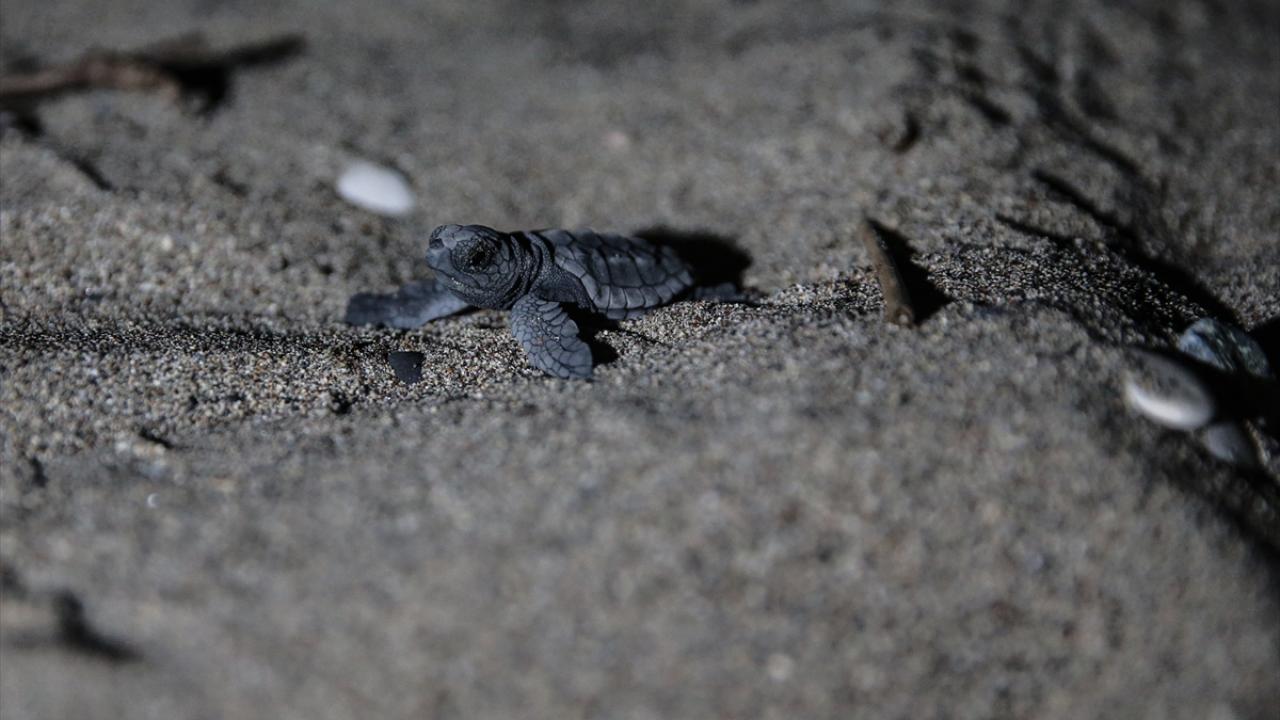 İklim değişikliği etkilerinin araştırılması için merkez kuruldu